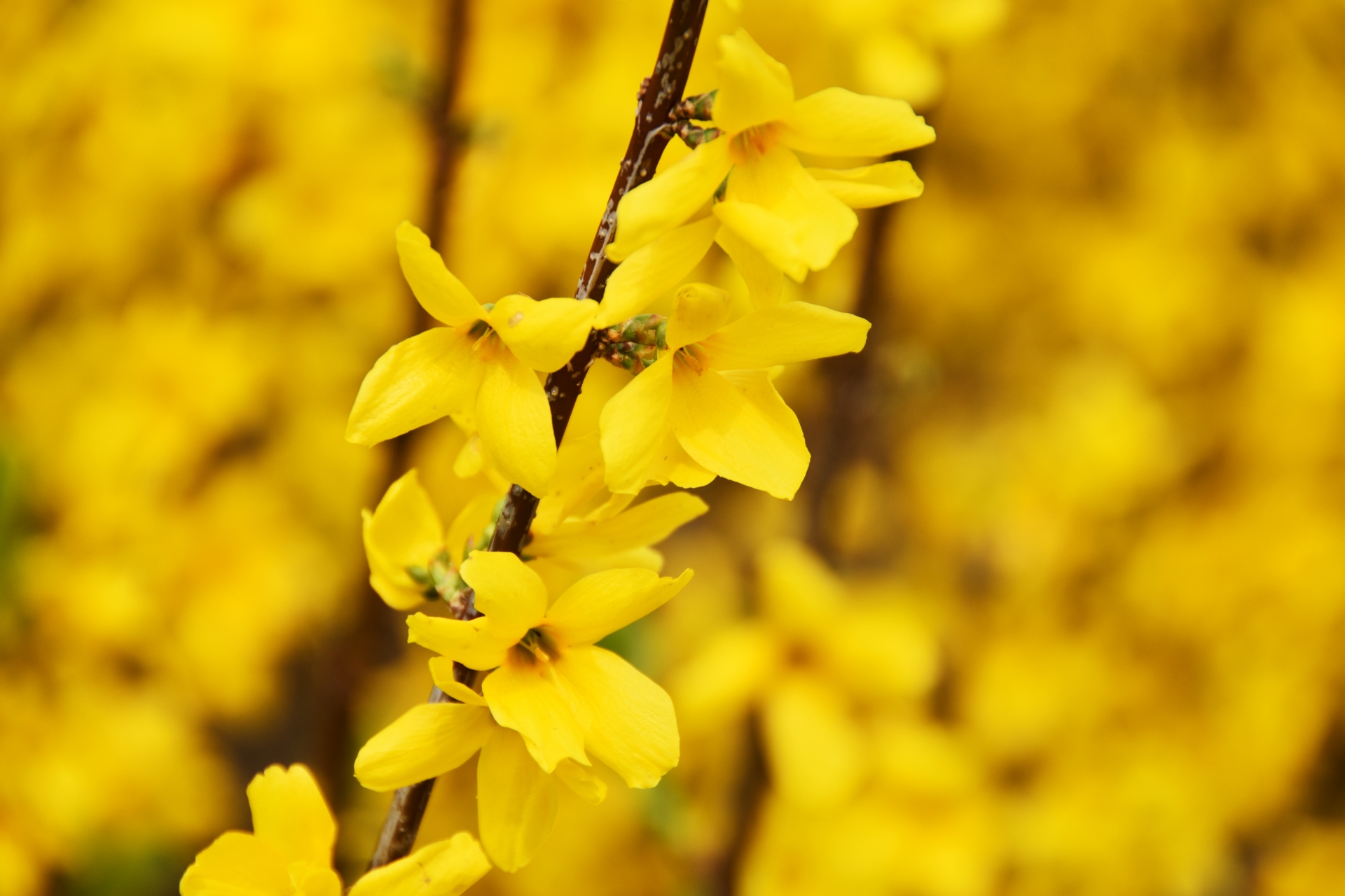 春の知らせレンギョウ